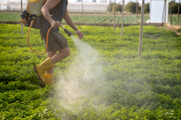 Best Mosquito Control Services  in Morgans Point Resort, TX